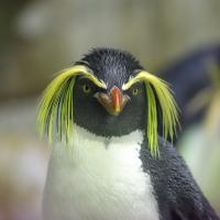 penguin-2104173_1920.jpg