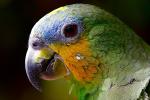 /hugo-theme-w3css-basic.github.io/resources/images/teaserpics/pixabay.com/parrot-2756488_640_hu11257153430904791125.jpg