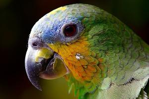 /hugo-theme-w3css-basic.github.io/resources/images/teaserpics/pixabay.com/parrot-2756488_640_hu8684695041951069929.jpg